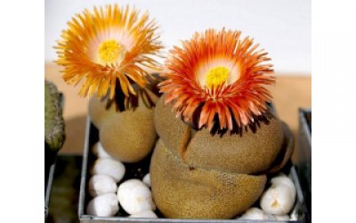 Cách trồng hoa thạch lan đẹp lạ để trang trí bàn làm việc thêm hút mắt