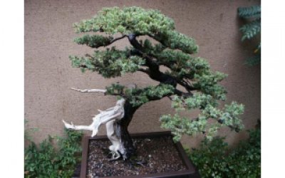 Học người Nhật cách trang trí vườn cực đẹp với cây bonsai