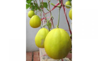 Vườn dưa trĩu quả trên sân thượng ở Hà Nội