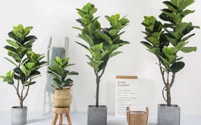 NHỮNG LOẠI CÂY XANH TRANG TRÍ PHÙ HỢP CHO QUÁN CAFE, NHÀ HÀNG