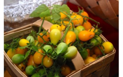 Cách trồng cà chua bi hình quả lê sai trĩu quả khiến hàng xóm 